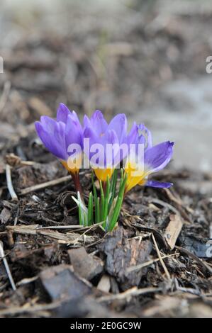 Violett-gelber Crocus sublimis Tricolor blüht im März in einem Garten Stockfoto