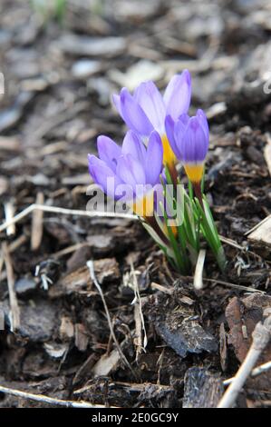 Violett-gelber Crocus sublimis Tricolor blüht im März in einem Garten Stockfoto