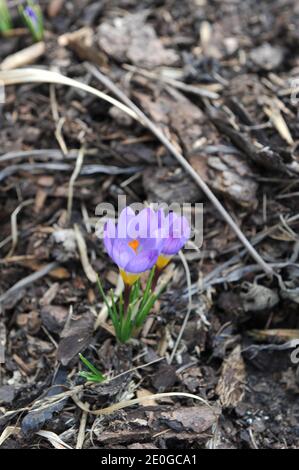 Violett-gelber Crocus sublimis Tricolor blüht im März in einem Garten Stockfoto