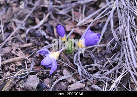 Violett-gelber Crocus sublimis Tricolor blüht im März in einem Garten Stockfoto