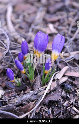 Violett-gelber Crocus sublimis Tricolor blüht im März in einem Garten Stockfoto