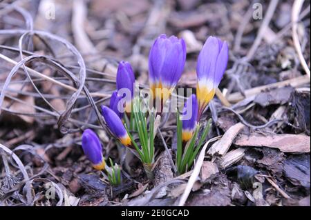 Violett-gelber Crocus sublimis Tricolor blüht im März in einem Garten Stockfoto