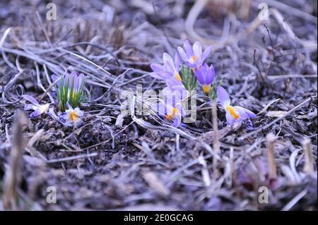 Violett-gelber Crocus sublimis Tricolor blüht im März in einem Garten Stockfoto