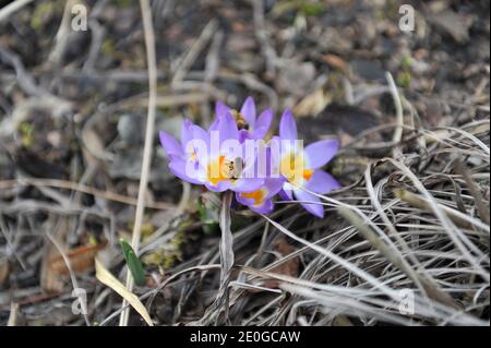 Violett-gelber Crocus sublimis Tricolor blüht im März in einem Garten Stockfoto