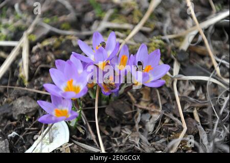 Violett-gelber Crocus sublimis Tricolor blüht im März in einem Garten Stockfoto