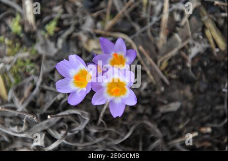 Violett-gelber Crocus sublimis Tricolor blüht im März in einem Garten Stockfoto
