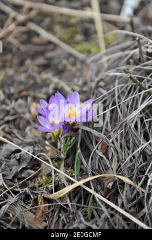 Violett-gelber Crocus sublimis Tricolor blüht im März in einem Garten Stockfoto