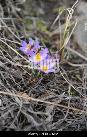 Violett-gelber Crocus sublimis Tricolor blüht im März in einem Garten Stockfoto
