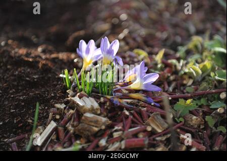 Violett-gelber Crocus sublimis Tricolor blüht im März in einem Garten Stockfoto