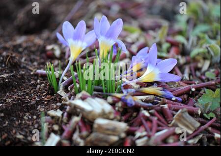 Violett-gelber Crocus sublimis Tricolor blüht im März in einem Garten Stockfoto