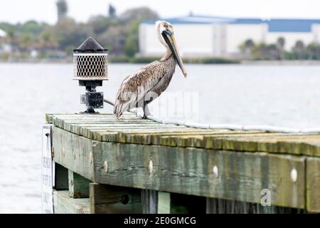 Brauner Pelikan auf Pier in Lemon Bay, Florida Stockfoto