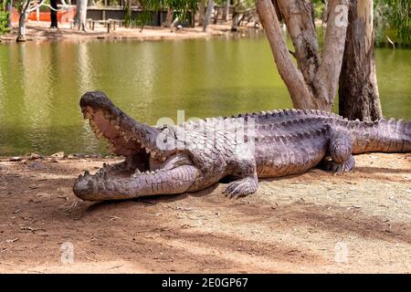 Townsville, Queensland, Australien - Dezember 2020: Nachbildung eines Salzwasser-Krokodils am Ufer eines Teiches in einem Tierschutzgebiet Stockfoto