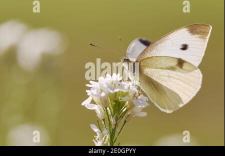 Nahaufnahme eines kleinen weißen oder kobigen Schmetterlings (Pieris rapae) Auf einer weißen Blume Stockfoto