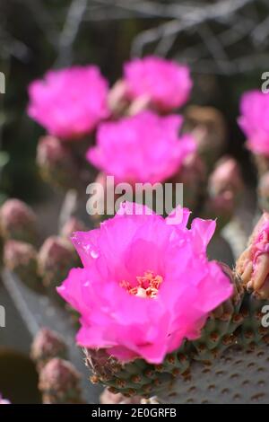 Beavertail Cactus, Prickly Pear Cactus Flower, Opuntia basilaris