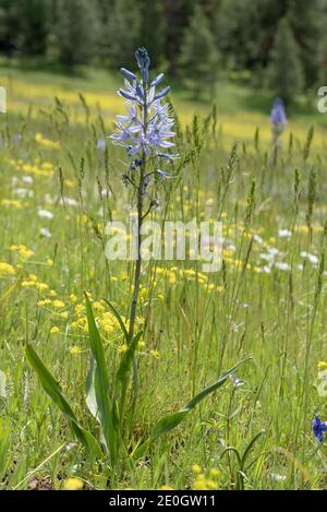 Camas, Wallowa-Whitman National Forest, Oregon. Stockfoto