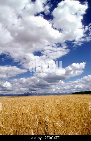 Gerste (Hordeum vulgare) Feld in Ost-Idaho mit Grand Tetons im Hintergrund unter dem Himmel von Cumulus Wolken. Stockfoto