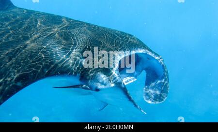 Unterwasseraufnahme von Giant Manta Ray. Die Sonnenstrahlen werden von der Haut der Mobula birostris reflektiert. Nahaufnahme, um die Mündung eines riesigen Manta alfredi zu öffnen Stockfoto