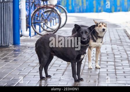 Zwei traurige verlorene Hunde stehen im Winter auf dem Bürgersteig. Das Problem der obdachlosen Tiere. Stockfoto