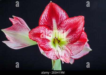 "Flamenco Queen' Hippeastrum, Amaryllis (Hippeastrum x hortorum) Stockfoto