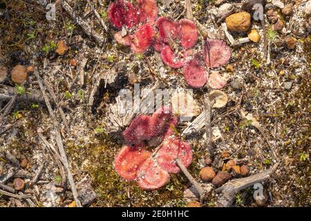 Die flachen roten Rosetten der Drosera erythrorhiza, einer fleischfressenden Pflanze, die in einem natürlichen Lebensraum nahe Nannup in Westaustralien zu sehen ist Stockfoto