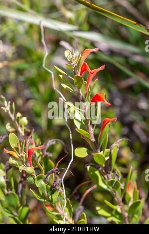 Rot blühender Korb Blume Adenanthos obovatus (Eine Pflanze aus der Familie Protea) In natürlichem Lebensraum in der Nähe von Nannup in Westaustralien Stockfoto