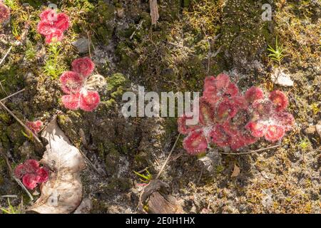 Die flachen roten Rosetten der Drosera erythrorhiza, einer fleischfressenden Pflanze, die in einem natürlichen Lebensraum nahe Nannup in Westaustralien zu sehen ist Stockfoto