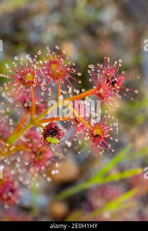 Drosera stolonifera mit einem grünen Sundaw Bug (Setocoris sp.) in der Nähe von Nannup in Westaustralien Stockfoto