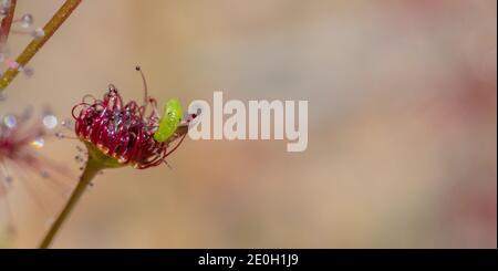 Sonnenkäfer (Setocoris sp.) auf einem Blatt von Drosera stolonifera in der Nähe von Nannup in Westaustralien Stockfoto