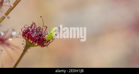 Sonnenkäfer (Setocoris sp.) auf einem Blatt von Drosera stolonifera in der Nähe von Nannup in Westaustralien Stockfoto