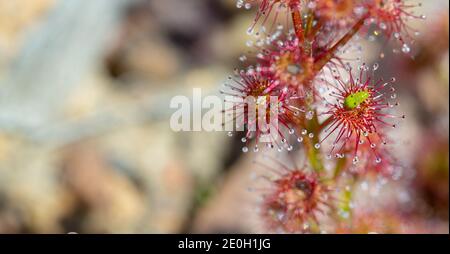 Drosera stolonifera mit einem Attentäter (Setocoris sp.) auf einem Blatt sitzend, in der Nähe von Nannup in Westaustralien gesehen Stockfoto