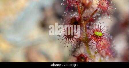 Sundaw Bug (Setocoris sp.) sitzt auf einem Blatt Drosera stolonifera in der Nähe von Nannup in Western Australia Stockfoto