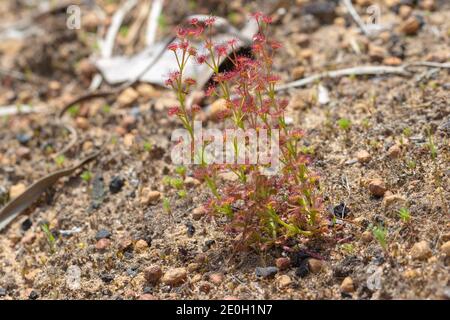 Kleine Gruppe der Sonnentauchdrosera stolonifera, gesehen in natürlichem Lebensraum in der Nähe von Nannup in Western Australia Stockfoto