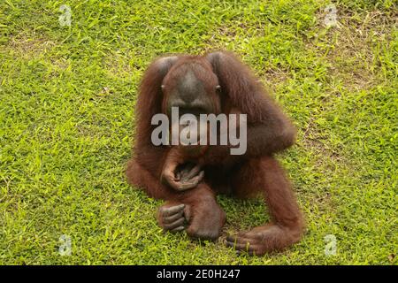 Orang-Utan Ruhen Sie sich auf dem Rasen aus. Die Orang-Utans sitzen auf einer grünen Wiese im eigenen Stall im Zoo. Stockfoto