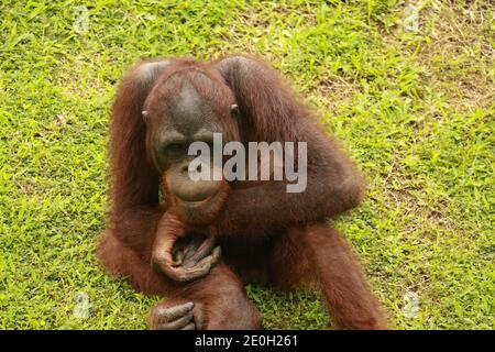 Orang-Utan Ruhen Sie sich auf dem Rasen aus. Die Orang-Utans sitzen auf einer grünen Wiese im eigenen Stall im Zoo. Stockfoto