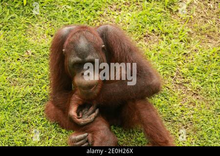 Orang-Utan Ruhen Sie sich auf dem Rasen aus. Die Orang-Utans sitzen auf einer grünen Wiese im eigenen Stall im Zoo. Stockfoto