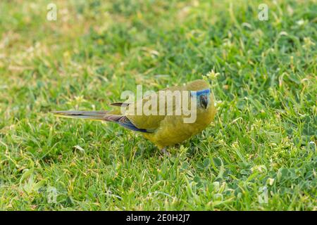 Steinpapagei (Neophema petrophila) Am Kap Leeuwin südlich von Augusta in Westaustralien Stockfoto