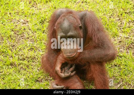 Ein Orang-Utan ist im ZOO, Bali, Indonesien gelangweilt. Sumatran Orangutan Nahaufnahme. Stockfoto