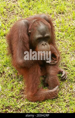 Ein Orang-Utan ist im ZOO, Bali, Indonesien gelangweilt. Sumatran Orangutan Nahaufnahme. Stockfoto