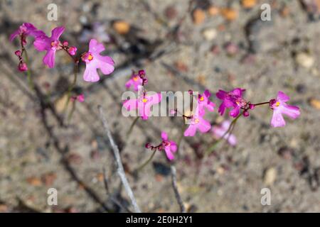 Die kleinen rosa Blüten des jährlichen BladderwürzeUtricularia multifida fanden sich nordöstlich von Augusta in Westaustralien, Blick von oben Stockfoto