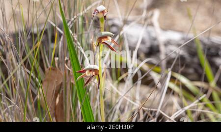 Die westaustralische endemische Rattle Beak Orchid (Lyperanthus serratus) nordöstlich von Augusta in Westaustralien, Blick von der Seite Stockfoto