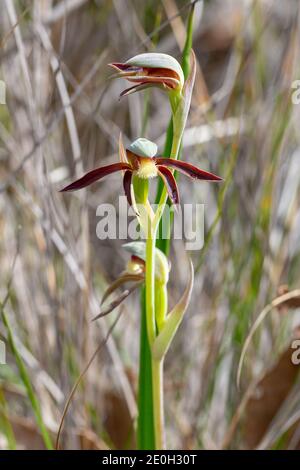 Die westaustralische endemische Rattle Beak Orchid (Lyperanthus serratus) nordöstlich von Augusta in Westaustralien, Blick von der Seite Stockfoto