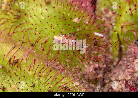 Sonnentau Bug (Setocoris sp.) auf Drosera collina bei Waroona in Westaustralien Stockfoto