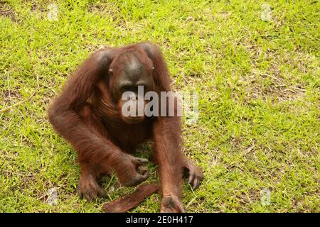 Orang-Utan Kinder spielen allein im Park. Ein Orang-Utan, der auf dem Rasen sitzt und mit einem Stück Holz spielt. Stockfoto