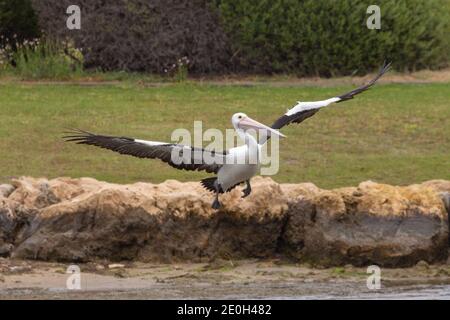 Start des australischen Pelikans in der Stadt Mandurah, Westaustralien Stockfoto