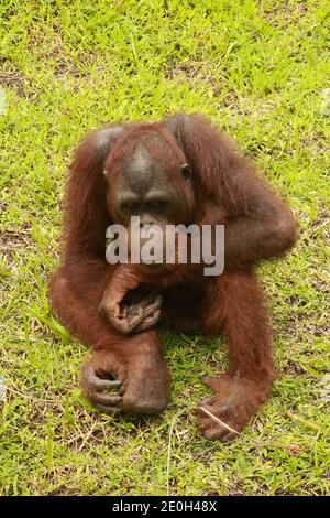 Ein Orang-Utan ist im ZOO, Bali, Indonesien gelangweilt. Sumatran Orangutan Nahaufnahme. Stockfoto