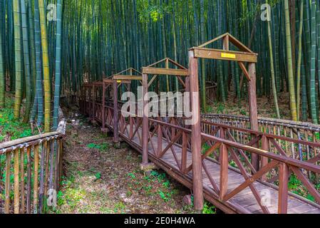 Bambuswald bei Boseong Teeplantagen in der Republik Korea Stockfoto