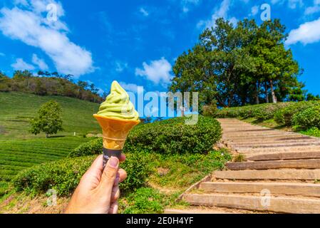 Grüner Tee Eis auf Boseong Tee Terrassen in der Republik Von Korea Stockfoto