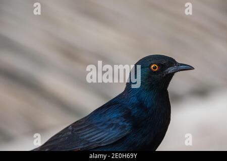 Blasse geflügelte Sternschnuppe Onychognathus nabouroup, ein schwarzer Vogel mit orangefarbenen Augen in Palmwag, Namibia Nahaufnahme und isoliert Stockfoto