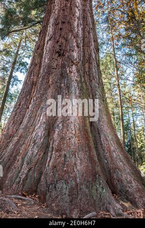 Großer und riesiger Mammutbaum in der Mitte des Wald Stockfoto