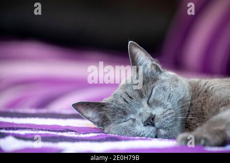 Portrait einer Chartreux Katze, die auf dem Sofa schläft Stockfoto